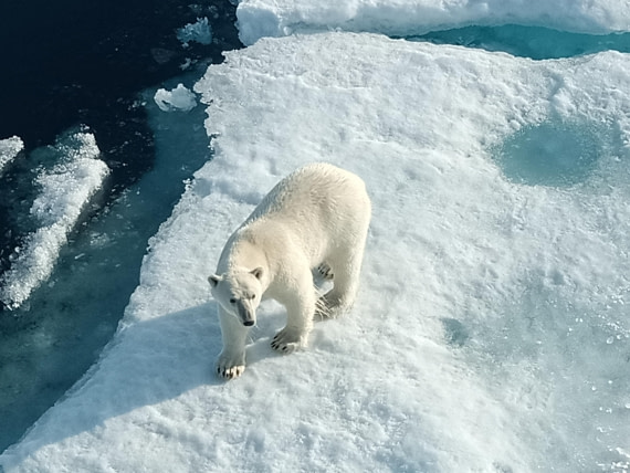 King of the Arctic...close encounter