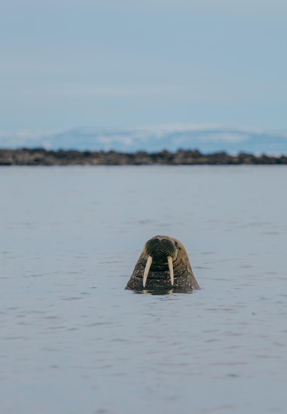 Mr Walrus