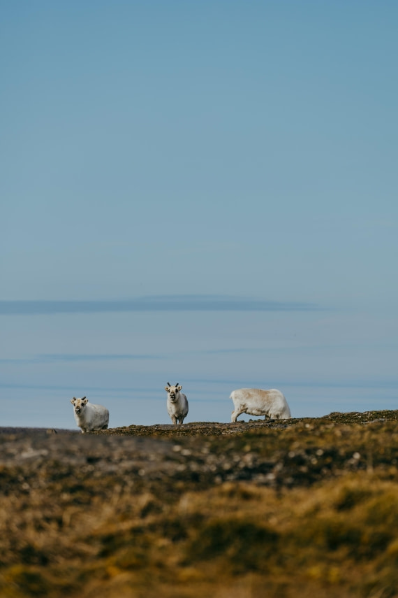 Svalbard Reindeers