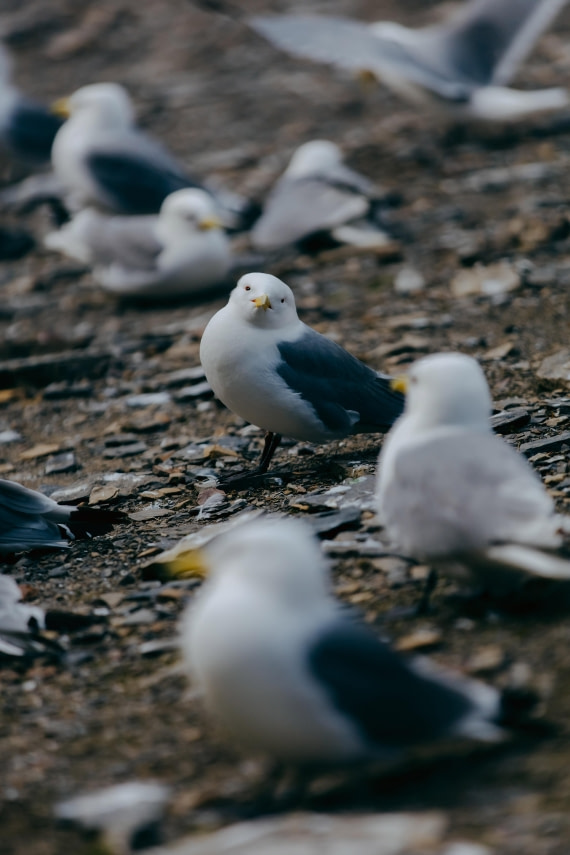 Kittiwakes