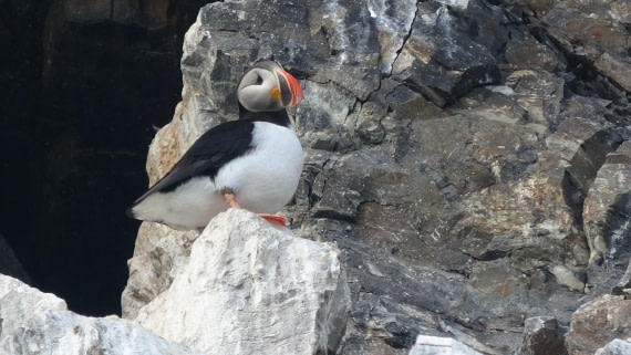 Puffin