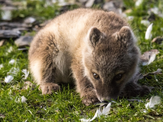 Arctic fox