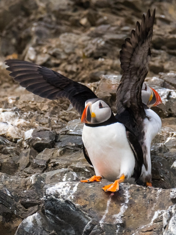 Siamese puffins - two bodies one pair of wings?