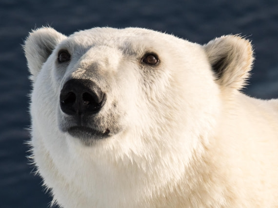 Close up polar bear