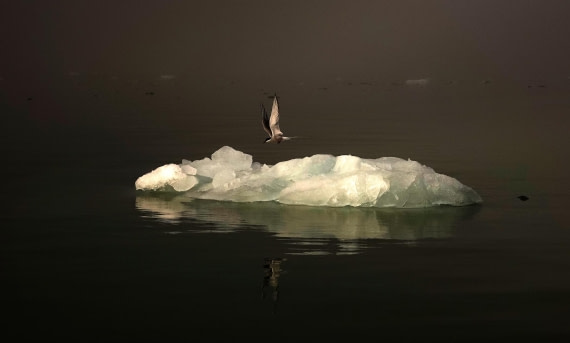 Arctic Tern