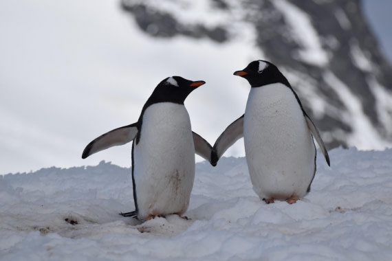 Pinguin love