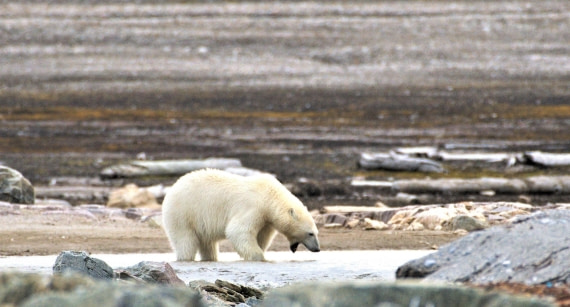 Polar bear hunting