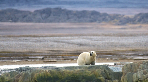 Polar bear searching for food