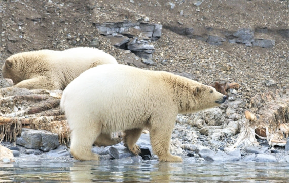 Polar bear eating dead whale