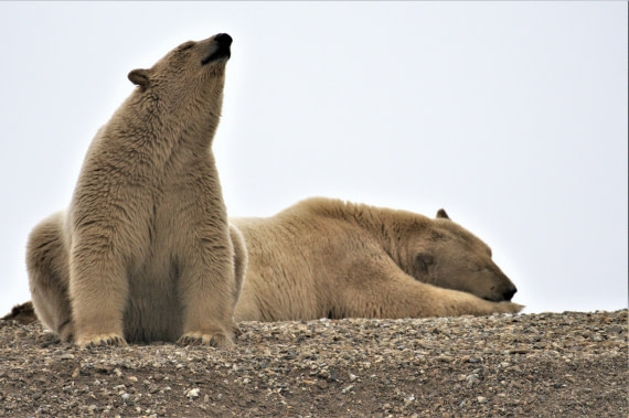 Polar bear with his mother