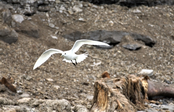 Ivory gull flying