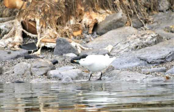 Ivory gull on the beach