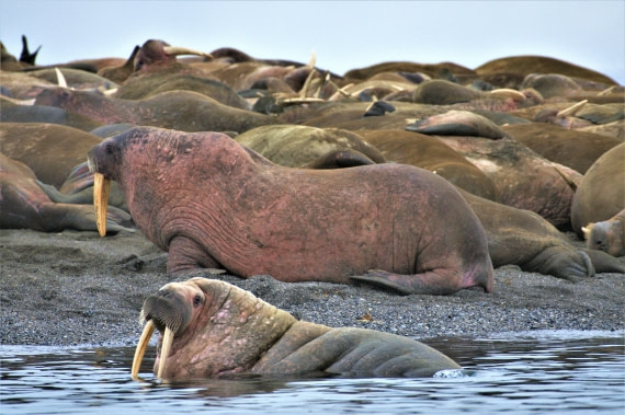 Walruses on the beach