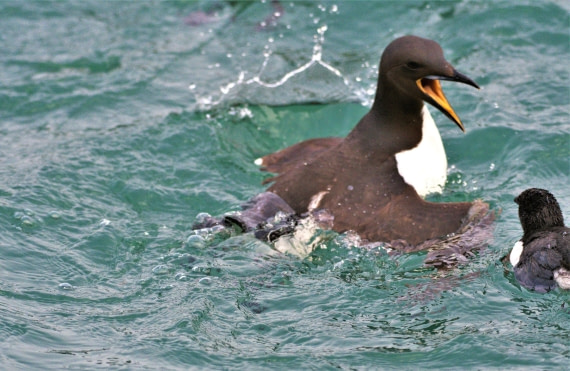 Brünnich’s guillemot teaching his chick how to swim