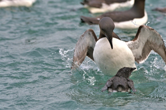 Brünnich’s guillemot flyinf over the sea