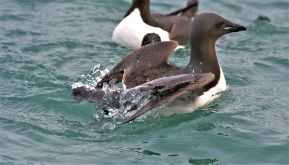 Brünnich’s guillemot  swimming