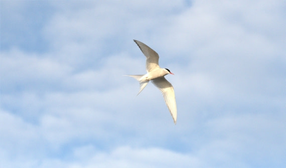 Arctic Tern flying
