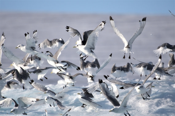A group of black-legged kittiwakes flying