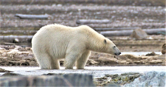 Polar bear lurking for fish
