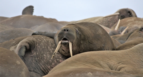 I am the walrus!
