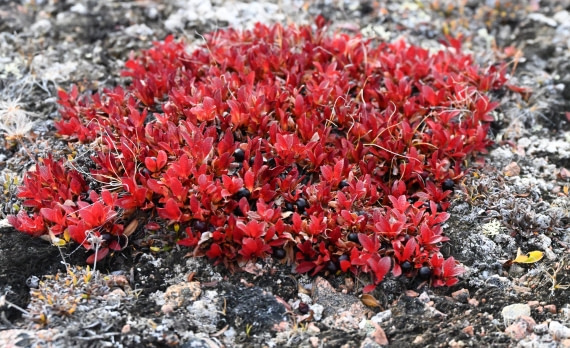 Tundra - Small red carpet