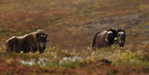 Three MuskOx