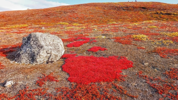 Red Island