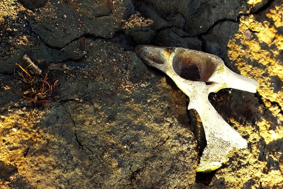 Old bone