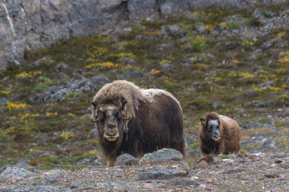 Muskox with calf