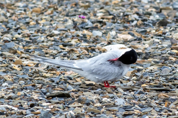 Arctic tern
