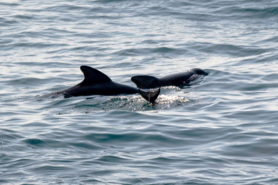 Bottlenose whales