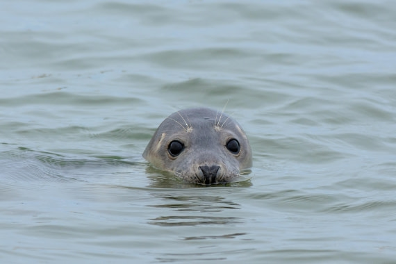 Gray seal