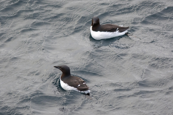 Guillemots