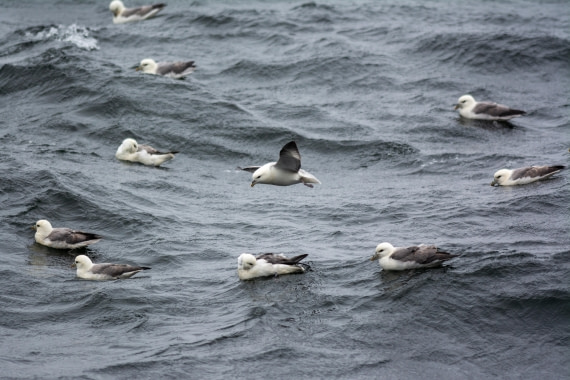 Northern fulmars