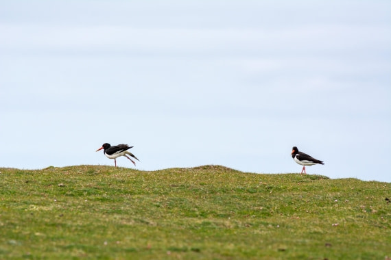 Oystercatchers