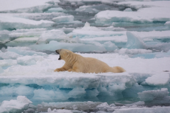 Polar bear