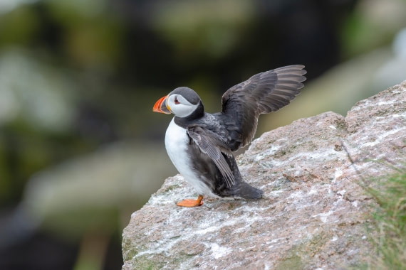 Puffin