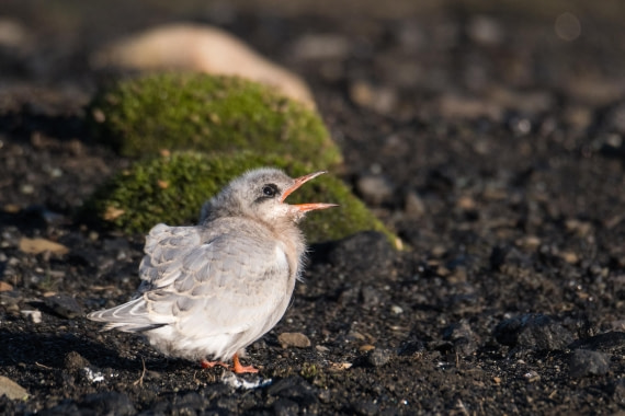 little arctic tern