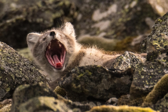 tired little fox