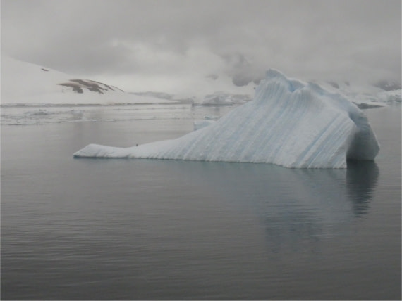 lone penguin on iceberg
