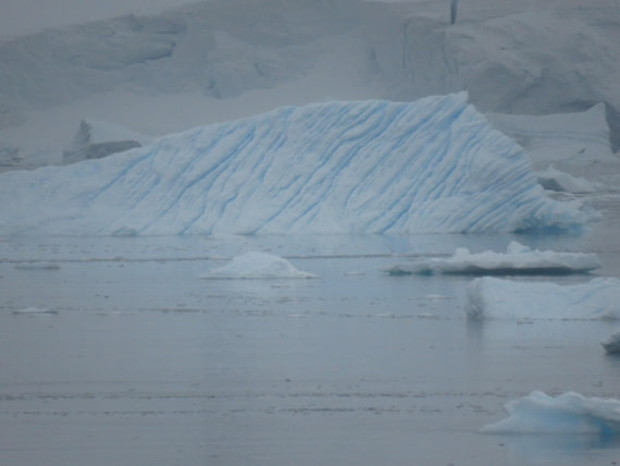 blue zebra iceberg