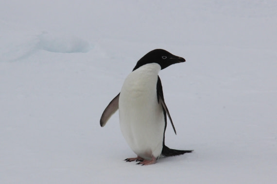 Adelie penguin in Amundsen Sea