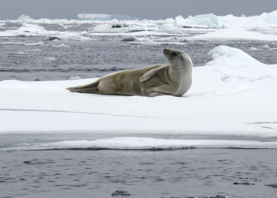 Crabeater Seal in Amundsen Sea
