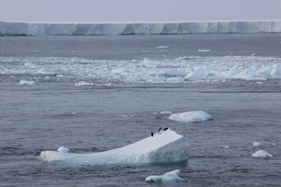 Adelies near Ross Ice Shelf