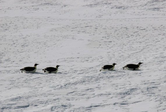Emporer penguins Arriving at the ship