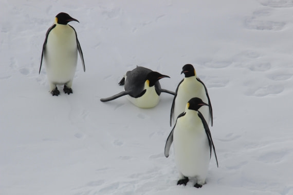 Emperor penguins visiting Ortelius