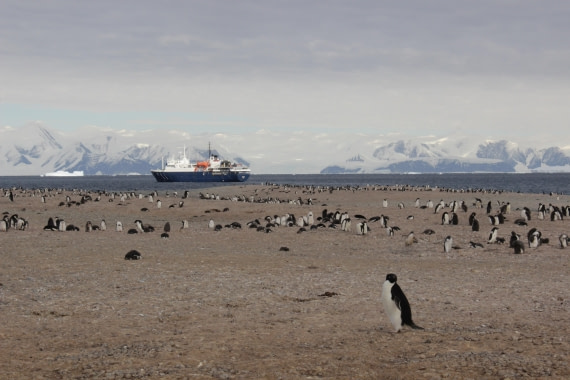 Adelie penguins and ship from Ridley Beach at Cape Adare