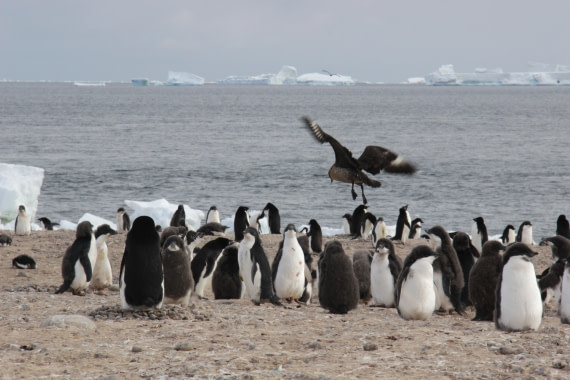 Skua and Adelie penguin chicks, Cape Adare