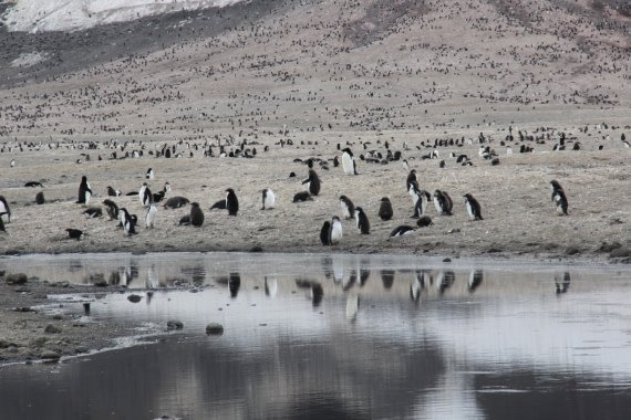 Adelie penguins on Ridley Beach, Cape Adare