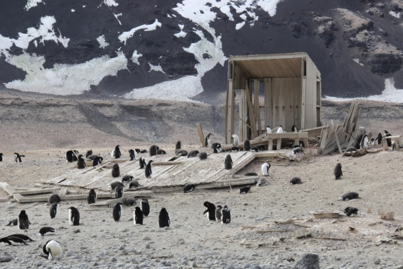 Adelie penguins & ruins of Northern Party hut, Cape Adare